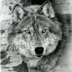 Wolf Art Print Watchful Eyes by Carla Kurt Signed wwao ebsq drawing painting