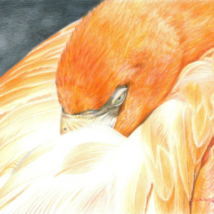 Bird Art SLEEPING FLAMINGO print by Carla Kurt Signed 11 x 14 wwao ebsq