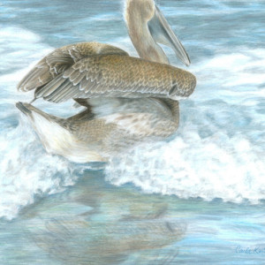 Bird Art PELICAN SURF Original Artwork by Carla Kurt