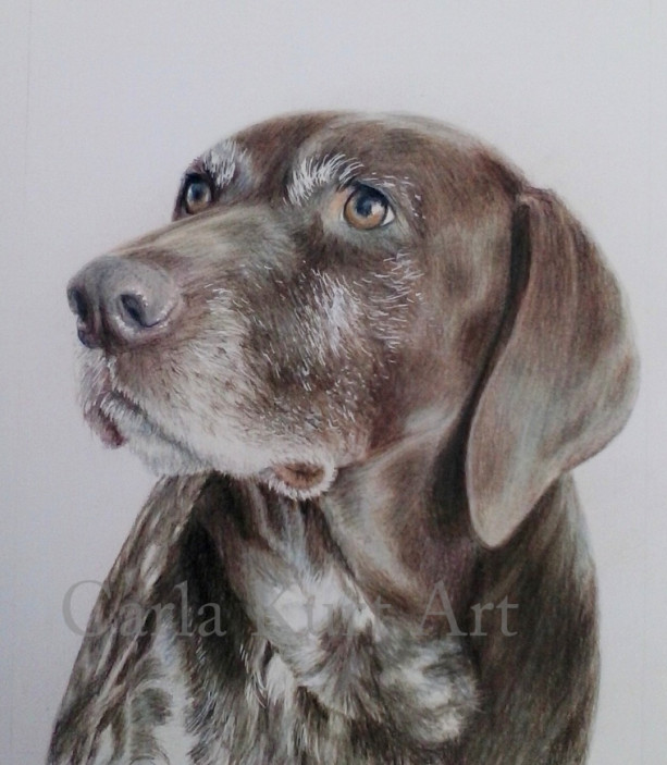Dog Pet Portrait 5 x 7 Colored Pencil Art by Carla Kurt cat dog horse memorial