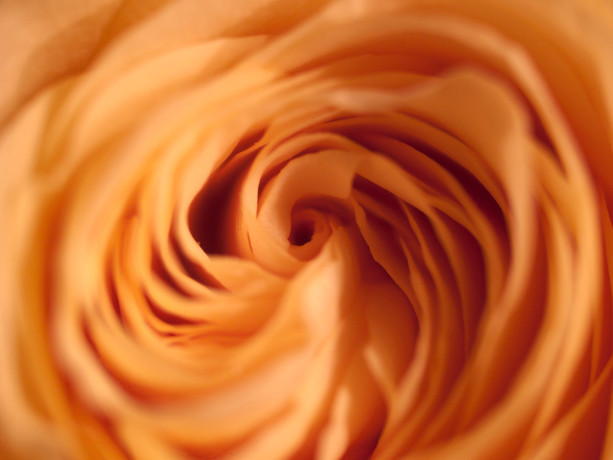 Photograph Print "Swirl" - Flower Photography - Rose