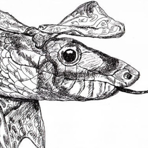 Snake Reptile Black and White Original Art Illustration Drawing Ink Nature Animal Decor 11 x 7.5