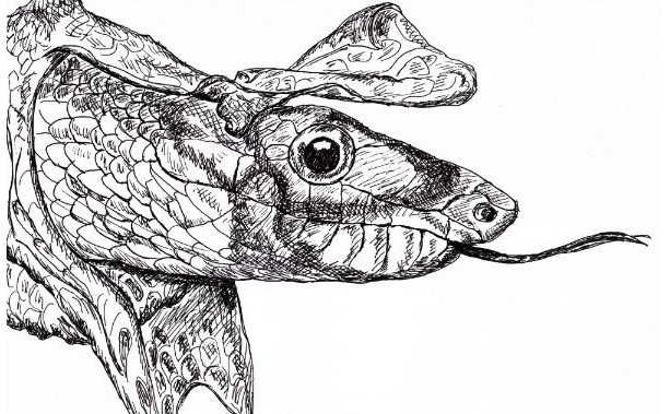Snake Reptile Black and White Original Art Illustration Drawing Ink Nature Animal Decor 11 x 7.5