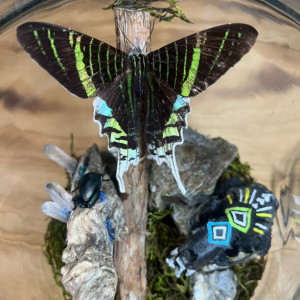 Mink Skull & Butterfly Terrarium