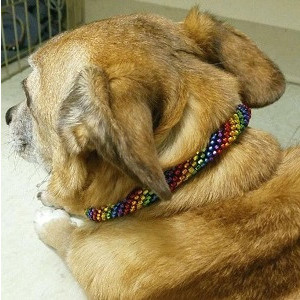 Rainbow Beaded Necklace for MED/LARGE Dogs