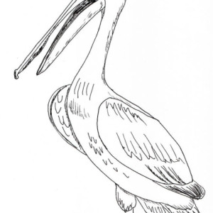 Pelican Bird Black and White Original Art Illustration Drawing Ink Nature Animal Beach House Decor 7.5 x 11.5