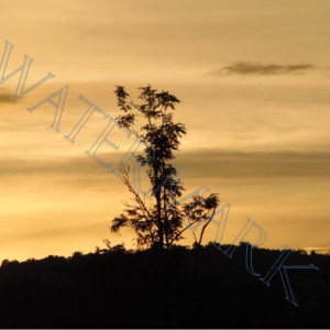 Sunset Tree Sillouette photograph- Matted 8x10 nature photo in art, signed 