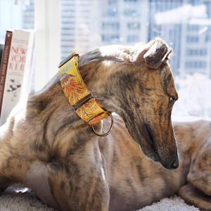 Martingale collar, Greyhound collar, Handmade Dog Collar