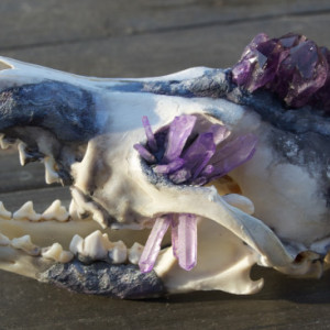 Amethyst Crystal Skull Coyote Taxidermy