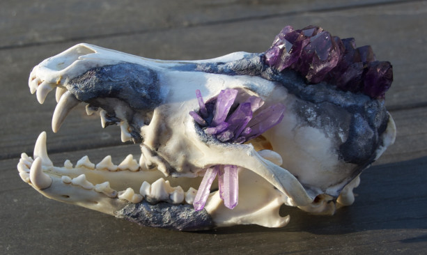 Amethyst Crystal Skull Coyote Taxidermy