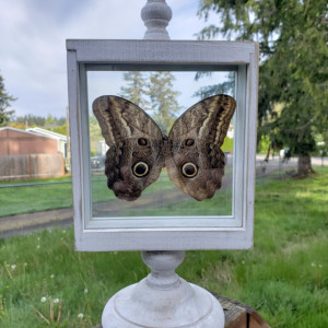Owl Mimic Butterfly Floating Frame *ONE OF A KIND!