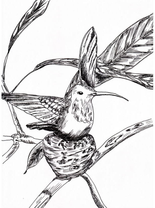 Hummingbird Bird Nest Black and White Original Art Illustration Drawing Ink Nature Animal Home Decor 7 x 10.5
