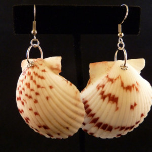 Hawaiian Calico Scallop Shell Earrings