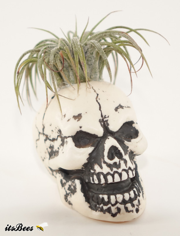 Mini 2" Skull Planter - Air Plant, Succulent, Cactus, Haworthia