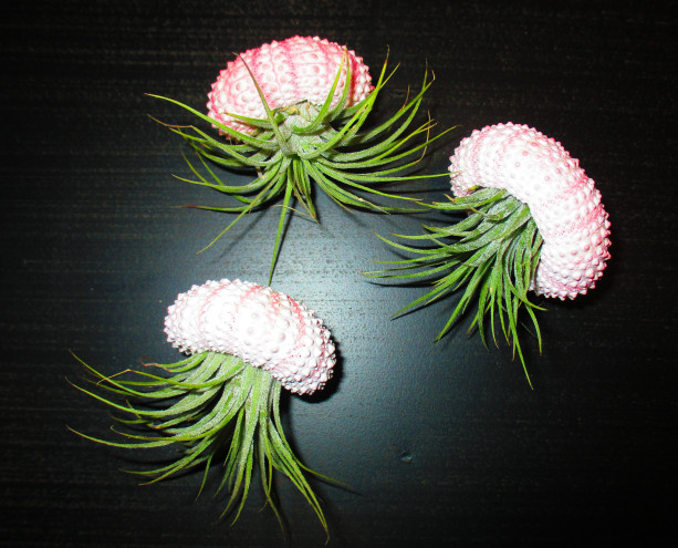 3 Sea Urchin Hanging Jellyfish w/Air Plant No Assembly Required Ready to Gift