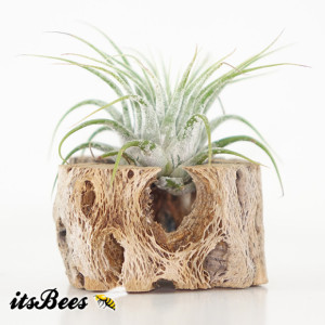 2 Air Plant Cholla Magnets - Wedding, Guests, Office, Dorm, Cubicle, Gift, Favor 