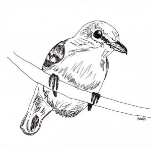 Hummingbird Bird Nest Black and White Original Art Illustration Drawing Ink Nature Animal Home Decor 7 x 10.5