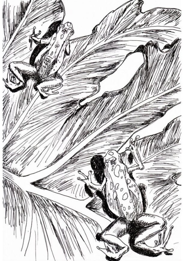 Frog Toad Amphibian Leaves Leaf Palm Tree Black and White Original Art Illustration Drawing Ink Nature Animal Decor 7 x 11