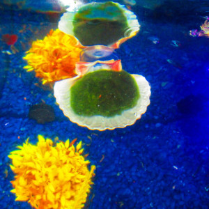 Marimo Moss, Marimo Ball Holder, Aquarium, Fish bowl decor, Betta fish rest,  Aquarium decoration, aquarium planter, aquarium plants planter