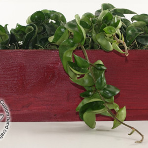 Narrow Hoya Rope Garden - Handmade Natural, Recycled & Stained Wood - Carnosa Compacta - Home, Office, Gift, Housewarming