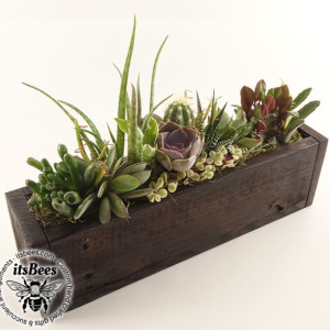 Narrow Succulent Garden - Recycled Wood Planter - Cactus, Haworthia, Aloe, Sedum - Housewarming, Home, Office, Window, Gift