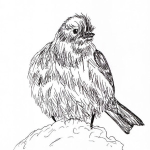 Bluebird Blue Bird Black and White Original Art Illustration Drawing Ink Nature Animal Home Decor 8 x 7