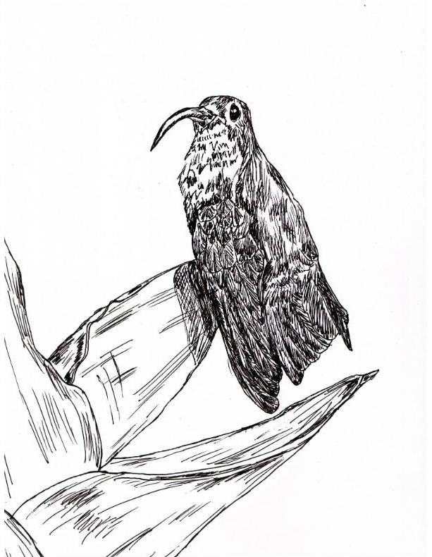Bird on Flower Black and White Original Art Illustration Drawing Ink Nature Animal Home Decor 7.5 x 9.5