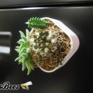 Mini Live Air Plant Garden Magnet 2" - Cactus, Haworthia, Aloe, Succulents