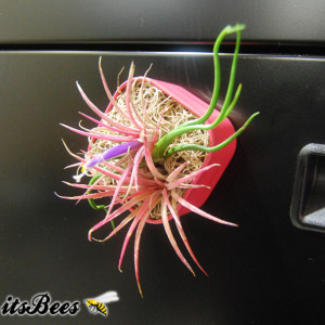 Mini Live Succulent Garden Magnet - 2" - Cactus, Haworthia, Aloe, Air Plants