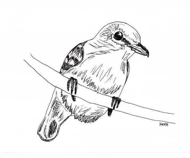 Yellow Throated Vireo Bird Black and White Original Art Illustration Drawing Ink Nature Animal Home Decor 9 x 7