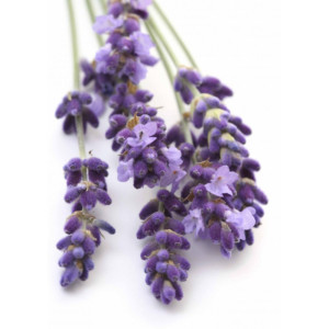 Lavender Essential Oil by Modern Gaia - 15 mL - Buy Any 3 Items, Get 1 Free