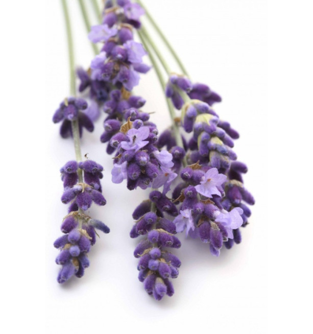 Lavender Essential Oil by Modern Gaia - 15 mL - Buy Any 3 Items, Get 1 Free