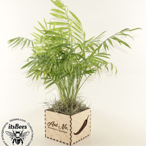 Custom Personalized Wood Planter - Pick Your Plant - Laser Cut & Engraved - Personalized Message, Logo, Name, Image - Wedding, Company, Gift - Palm, Braided Money Tree, Hoya Rope, Succulent, Cactus