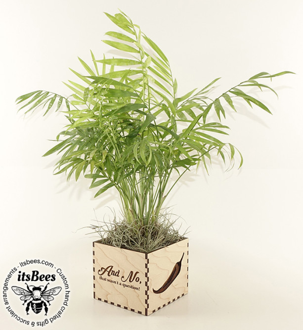 Custom Personalized Wood Planter - Pick Your Plant - Laser Cut & Engraved - Personalized Message, Logo, Name, Image - Wedding, Company, Gift - Palm, Braided Money Tree, Hoya Rope, Succulent, Cactus