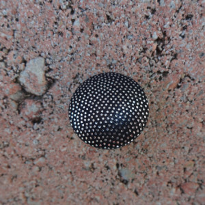 Black w/ Mettalic Silver Polka dots Stud Button Earrings