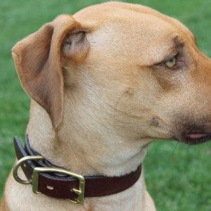 Custom Engraved Leather Dog Collar