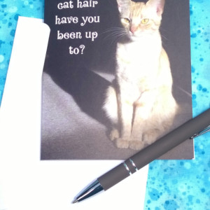 Orange Stripe Sitting Cat Photo Greeting Cards-