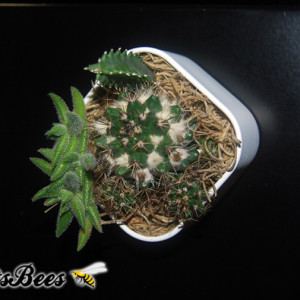 Mini Live Cactus Garden Magnet - 2" - Succulents, Haworthias, Aloes, Air Plants