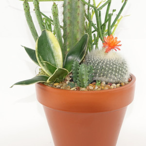 Small 4" Terracotta Cactus Garden - Succulent, Haworthia - Housewarming, Gift
