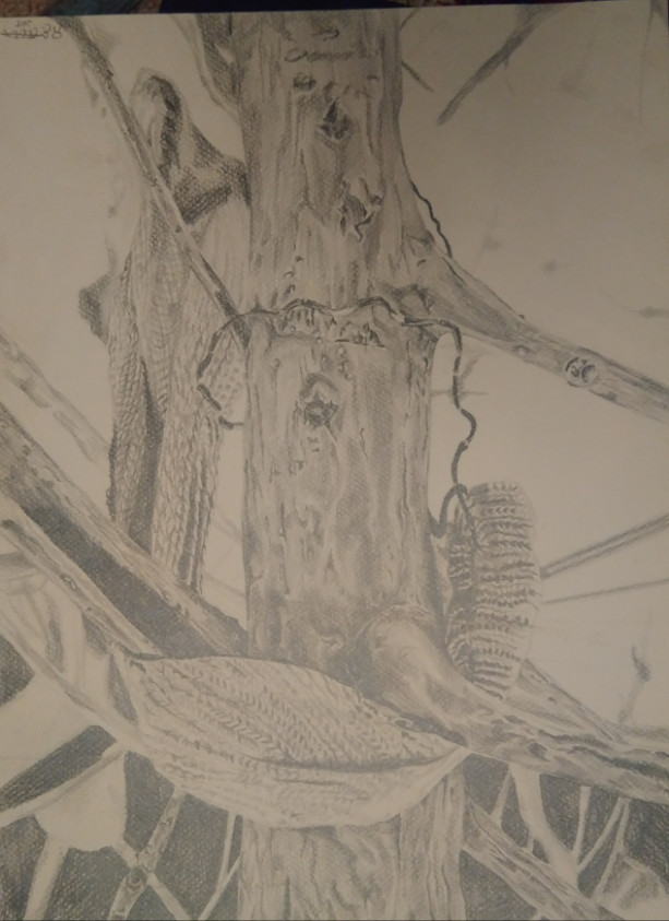 Scarf in the Tree Graphite Drawing
