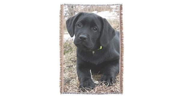 Black Labrador 6AS Throw Blanket - Black Lab Gifts - Labrador Gifts - Black Lab Blanket - Labrador Decor -Dog Lover Gift - Dog Blanket