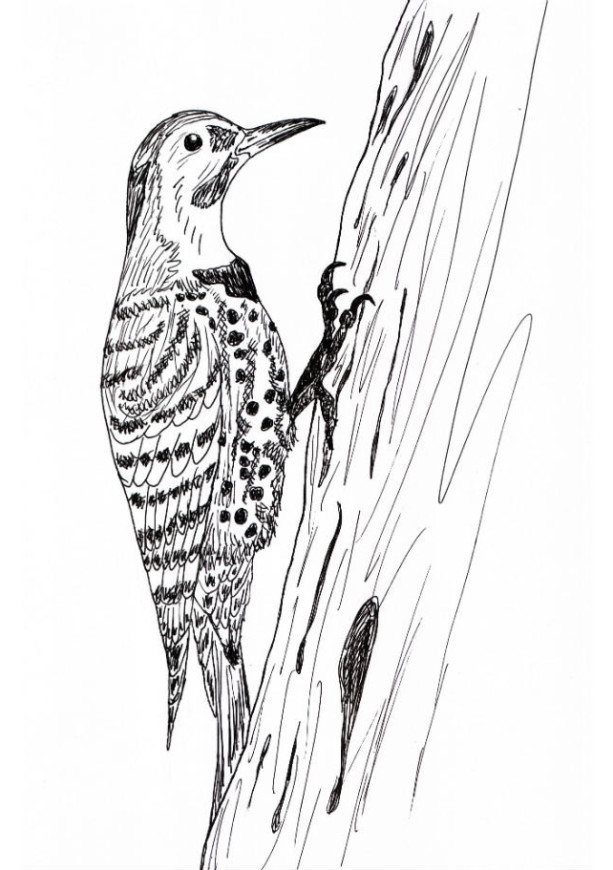Northern Flicker Woodpeceker Bird Black and White Original Art Illustration Drawing Ink Nature Animal Home Decor 7 x 11