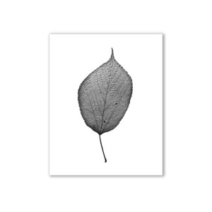 Leaf Photography, Nature Art, - "The Queen of the Forest"