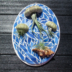 Air plants, air plant gift, Air plant holder, Air plant hanger, plant lovers gift, Mosaic wall, Gift for mom, Jellyfish air plant, jellyfish