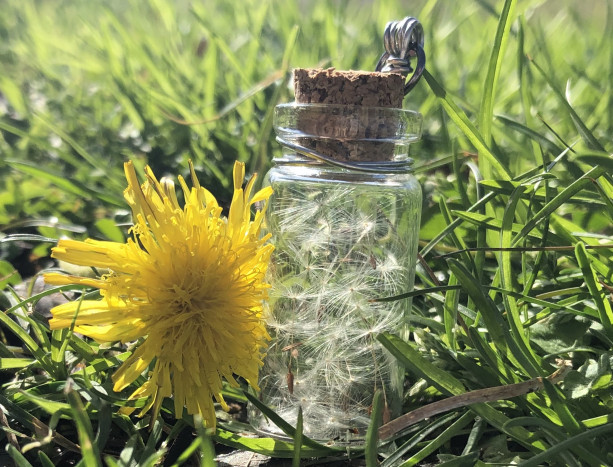 Wishes in a Bottle