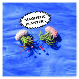 Air Plants, Air plant jellyfish, Jellyfish Air Planter, valentines day, valentines day gift, valentines, Magnetic planter