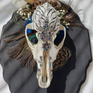 Elegant death. ONE OF A KIND!! // feathered coyote skull // oddity // curiosity