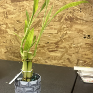 3D Printed Vase With Bamboo Plant #3