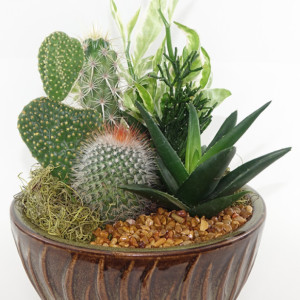 Small 6" Ceramic Garden - Cactus, Succulent, Haworthia, Aloe - House, Gift