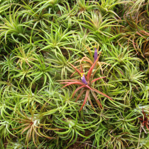 25 Air Plants - FREE SHIPPING - Small Tillandsia - Events, Wedding, Shower, Guest Favors, Gifts